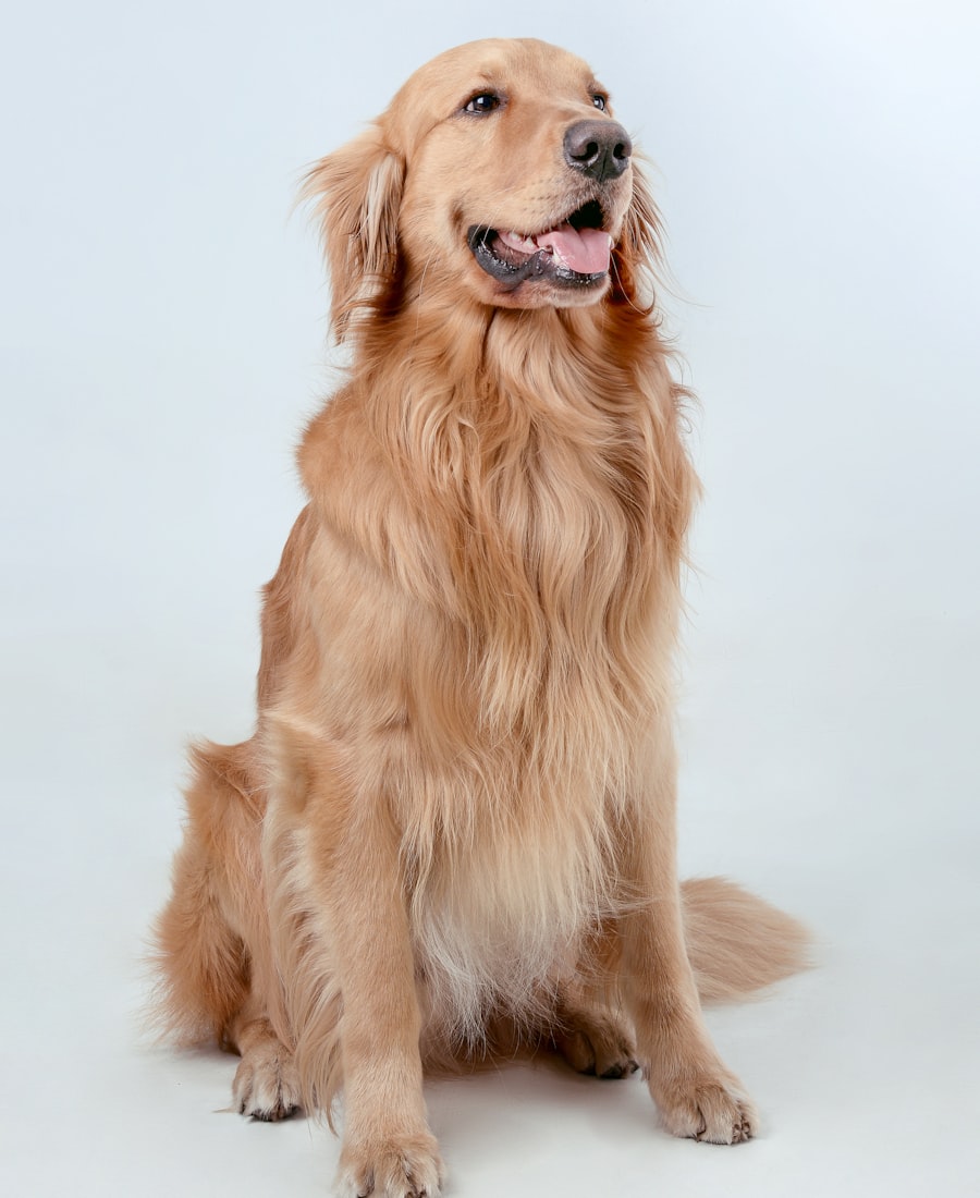 Golden retriever recién bañado, sentado y sonriendo en el estudio